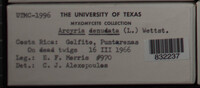 Arcyria denudata image